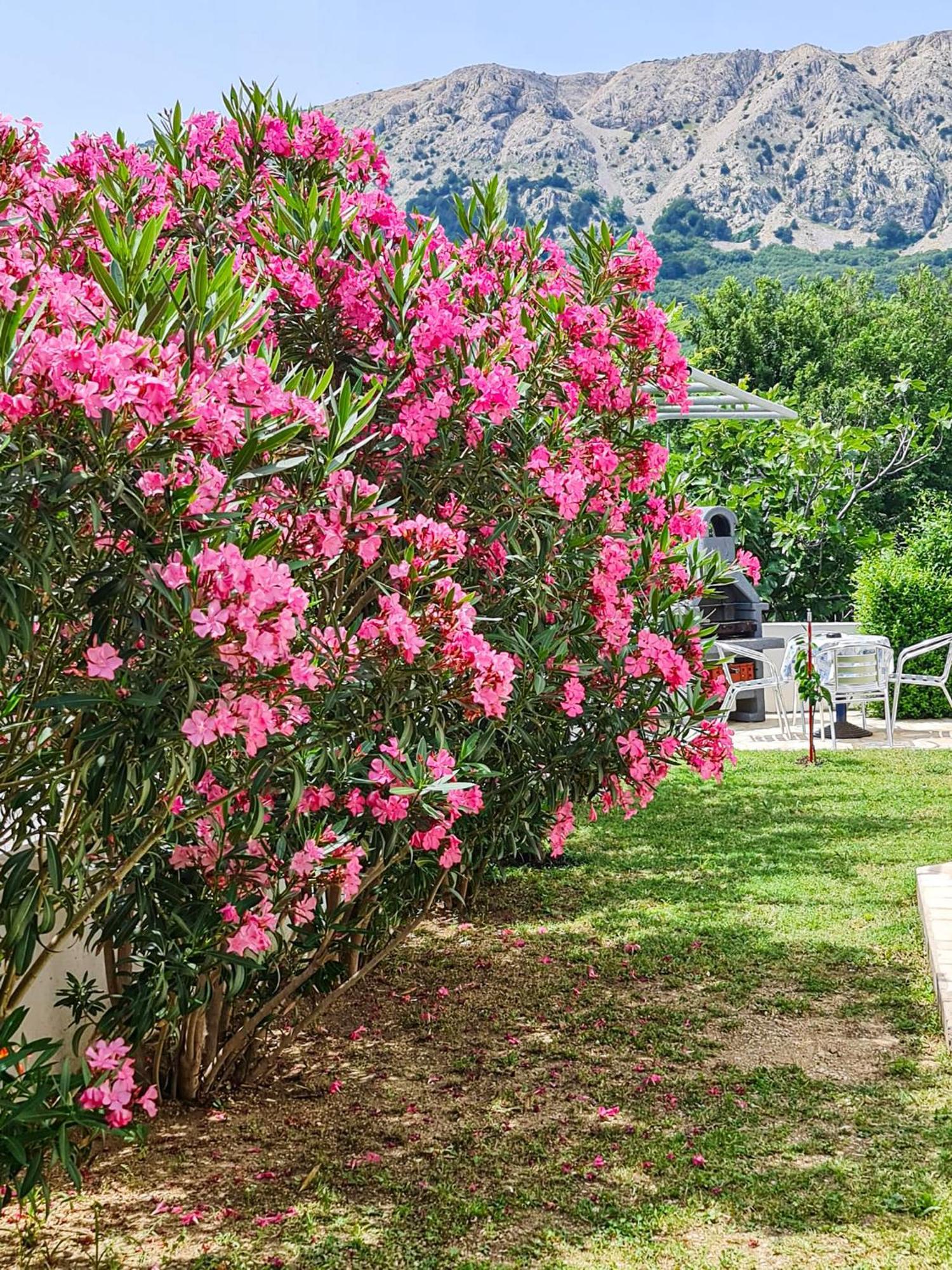 Apartments Benkovic باشْكا المظهر الخارجي الصورة